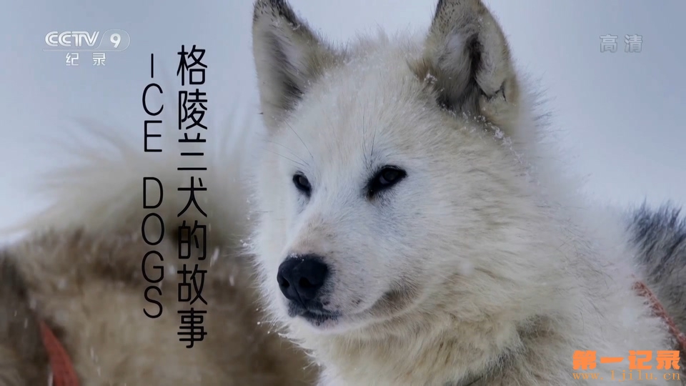 格陵兰犬的故事.ICE.DOGS.jpg