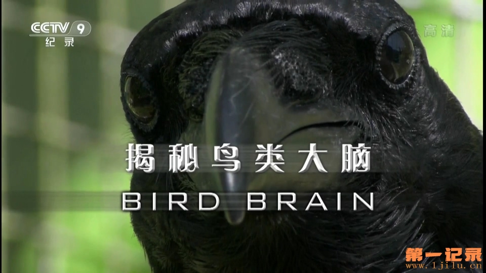 揭秘鸟类大脑(2011).jpg