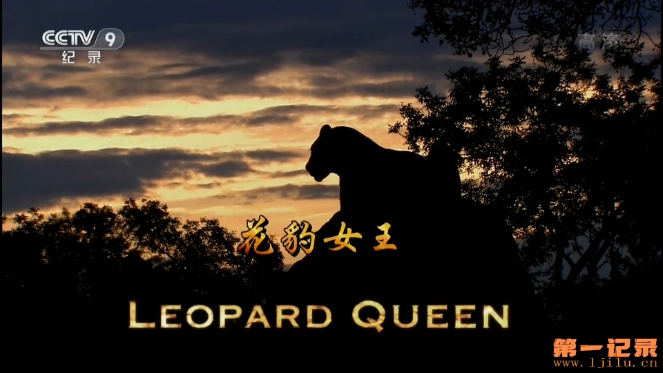 花豹女王 Leopard Queen (2011).jpg