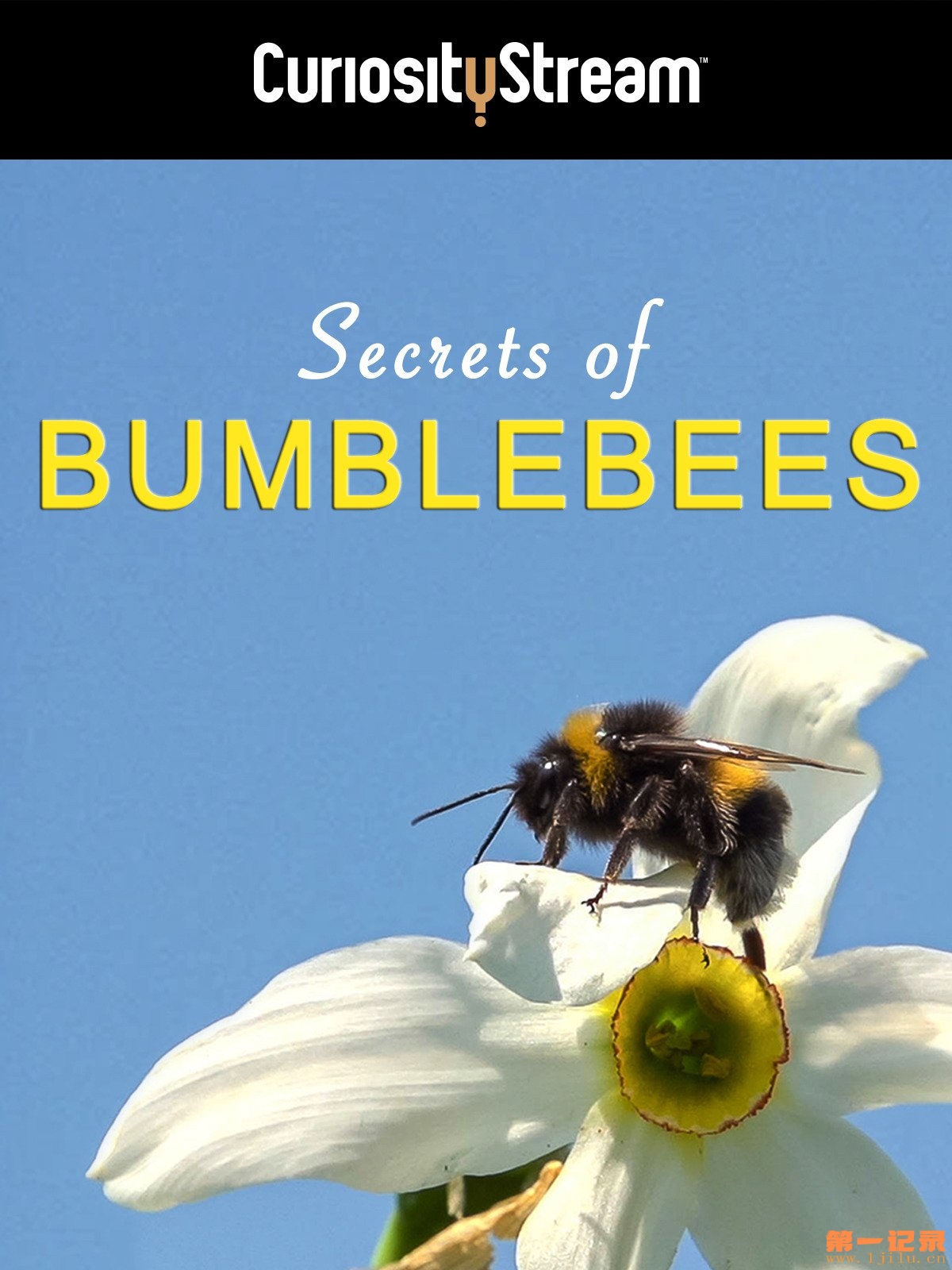 Secret of Bumblebees(2013).jpg