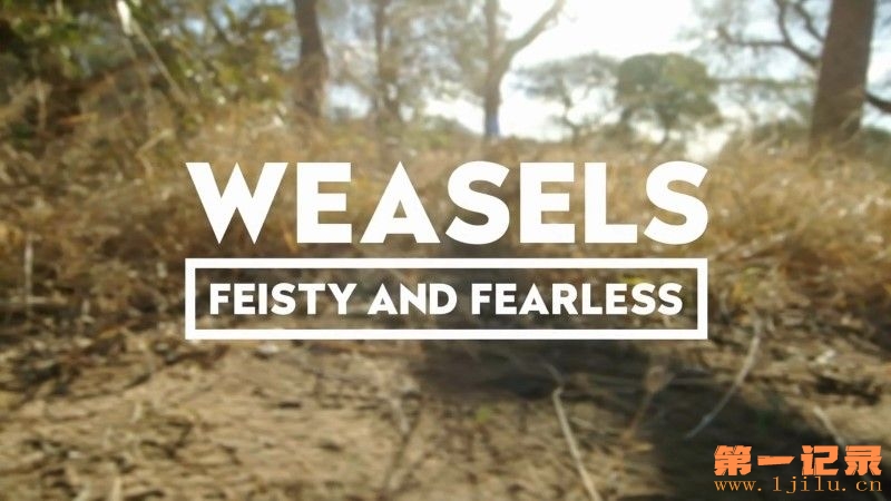 Weasels-Feisty-and-Fearless-Cover.jpg