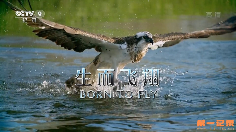 生而飞翔(2015).jpg