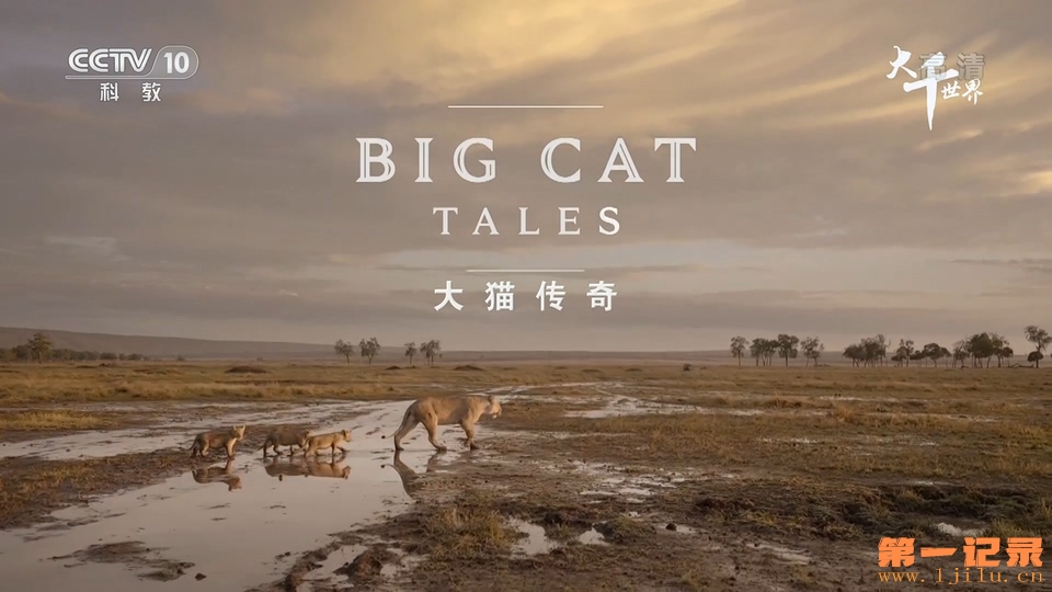 大猫传奇(2018).jpg