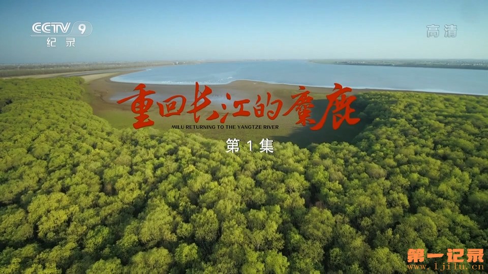重回长江的麋鹿(2022).jpg