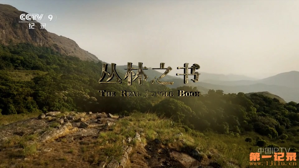 丛林之书(2023).jpg