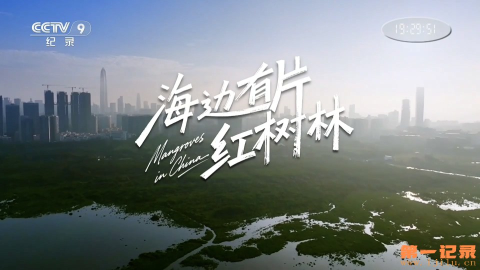 海边有片红树林(2026).jpg