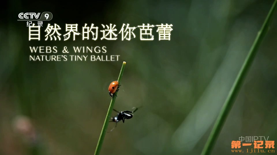 自然界的迷你芭蕾(2024).jpg