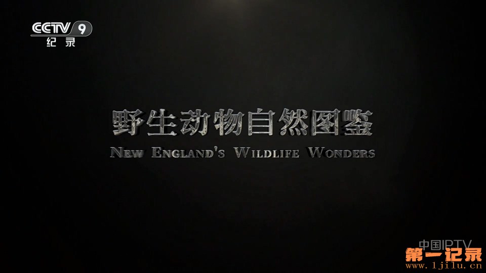 野生动物自然图鉴(2024).jpg
